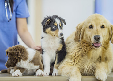 Veterinary Clinics/Hospital